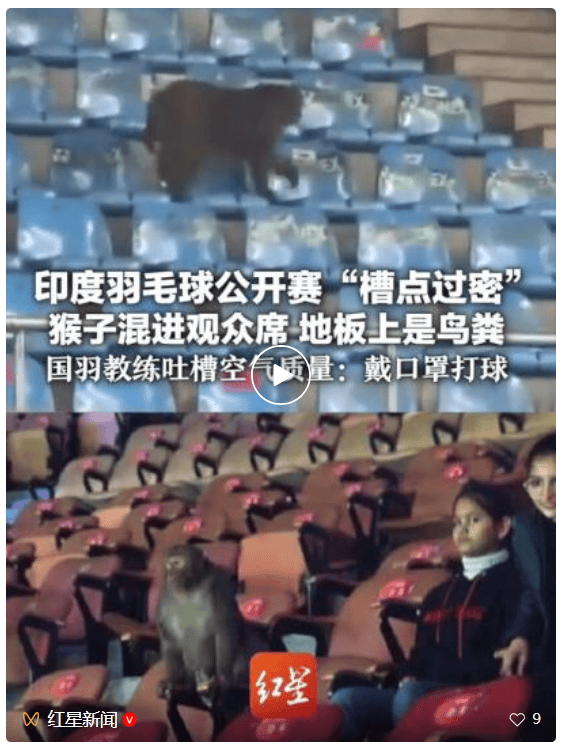 印度公开赛猴子混入观众席,比赛因掉落鸟粪中断,世界羽联回应